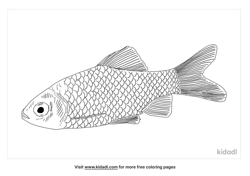 Odessa Barb Coloring Page