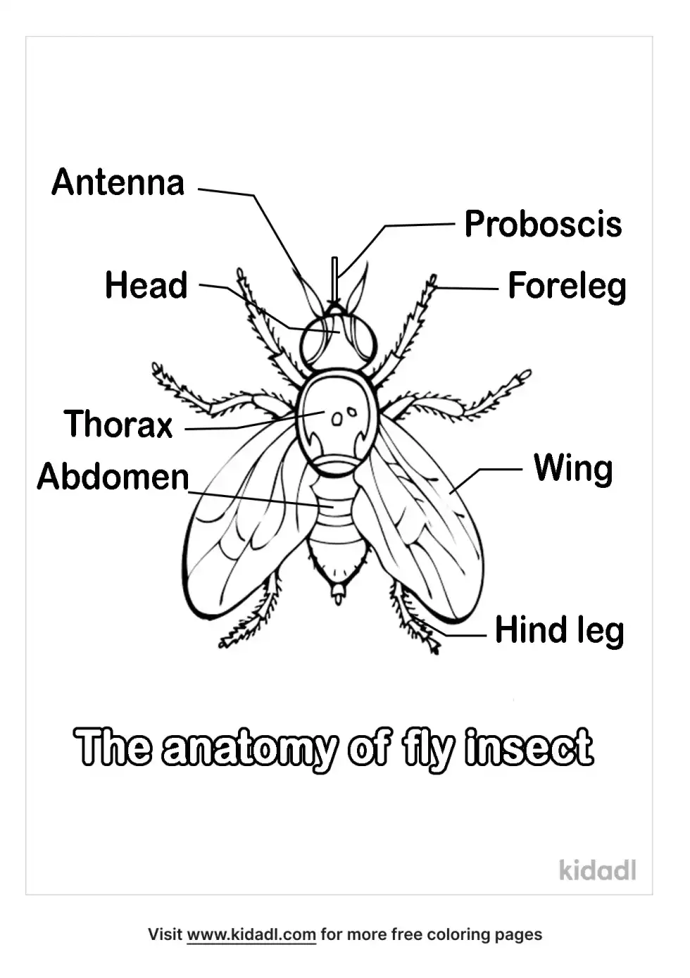 The Anatomy Of Fly Insect Coloring Page