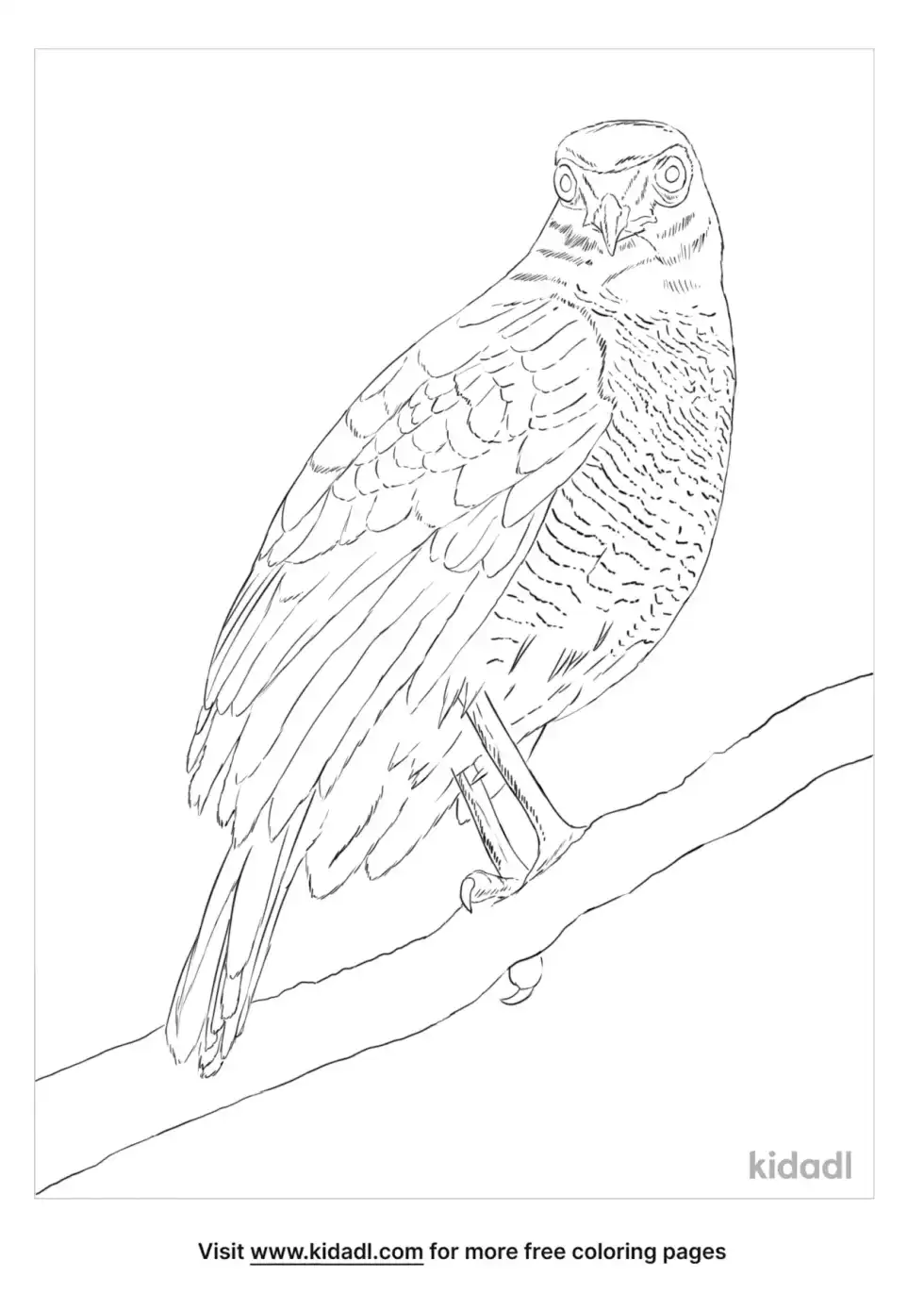 Forest Falcon Coloring Page