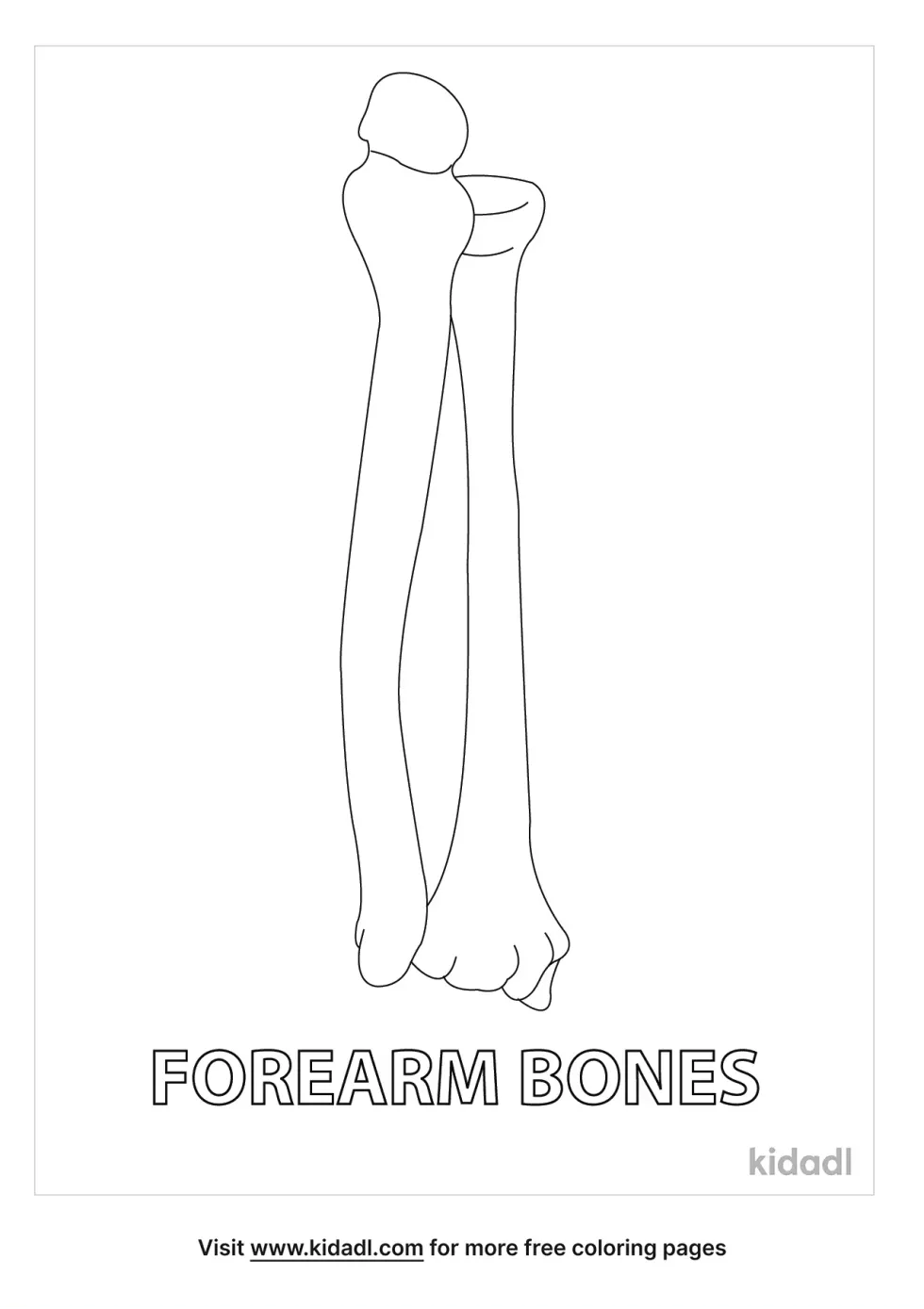 Forearm Bones