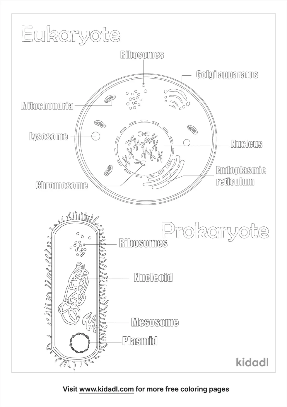 Eukaryote And Prokaryote Coloring Page
