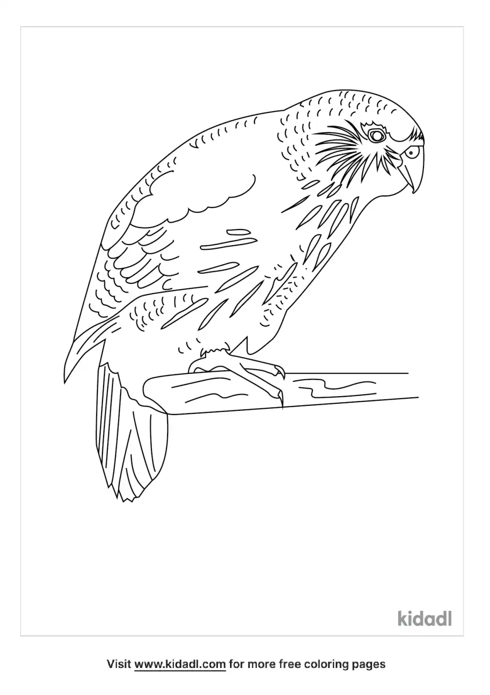 Kakapo Coloring Page