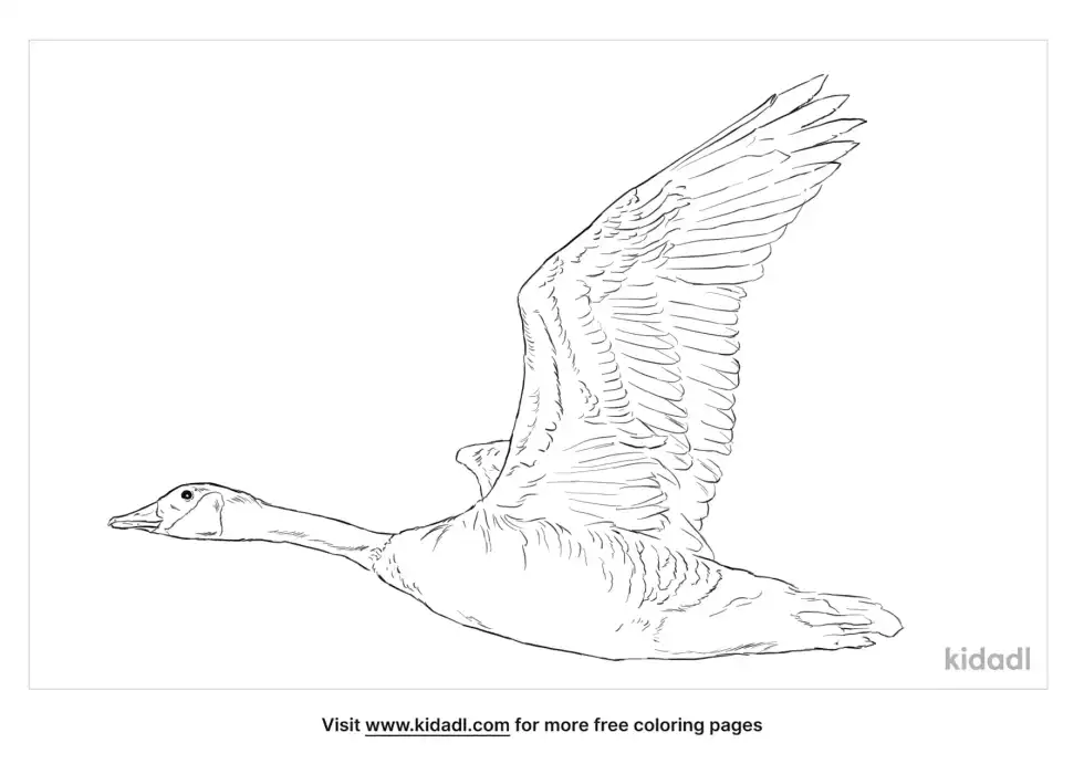 Canadian Goose Coloring Page