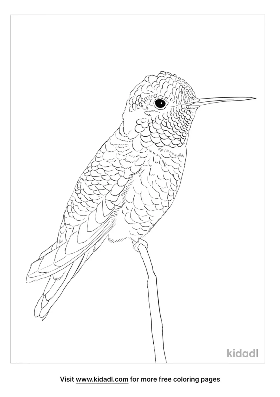 Anna's Hummingbird Coloring Page