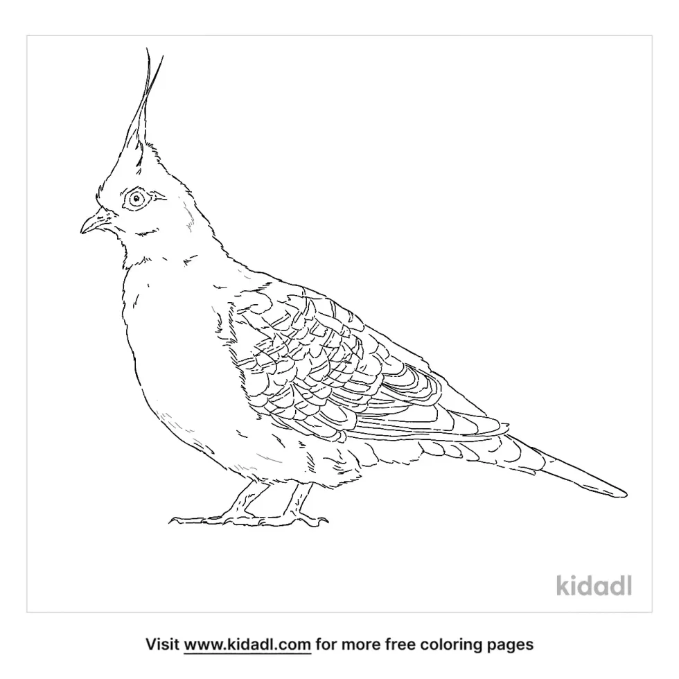 Crested Pigeon Coloring Page