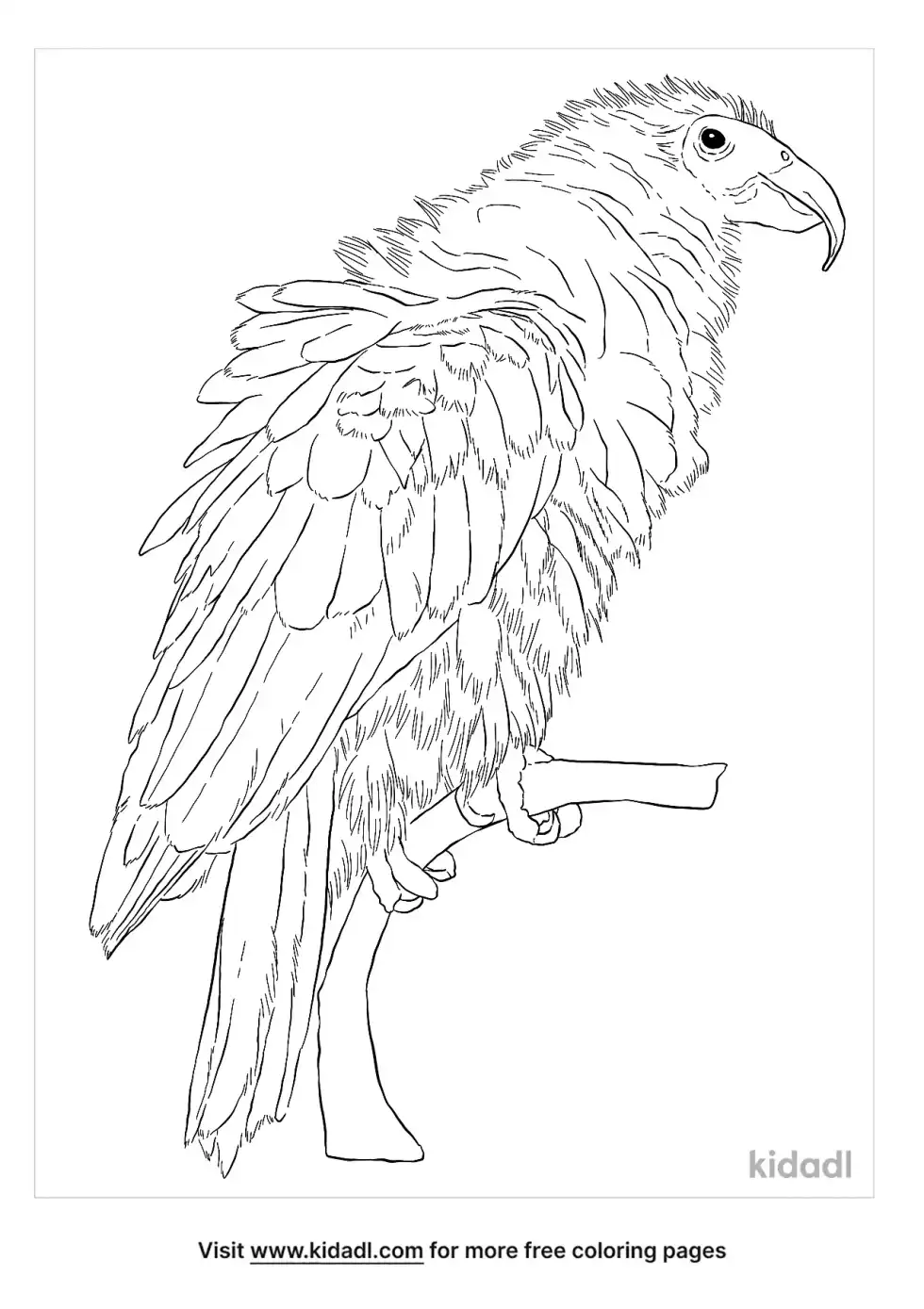 Pesquet's Parrot Coloring Page