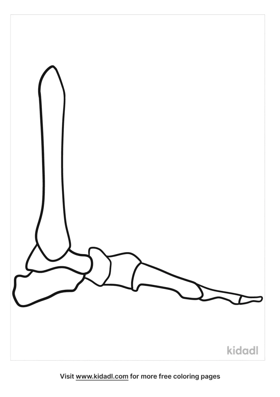 Lateral View Left Foot Bone