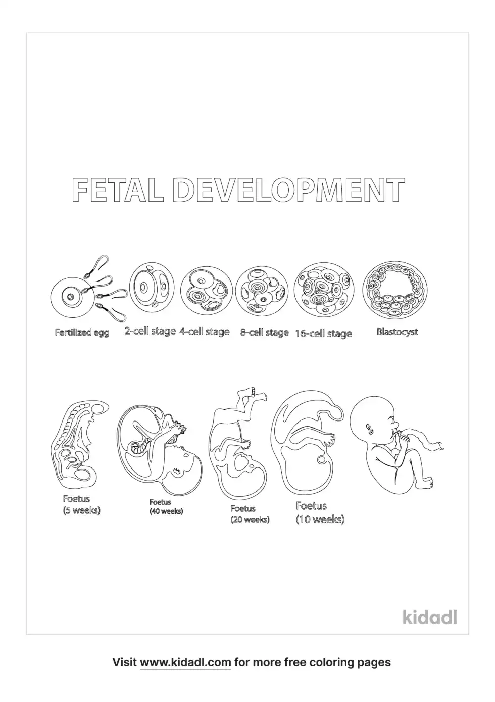 Fetal Development Coloring Page
