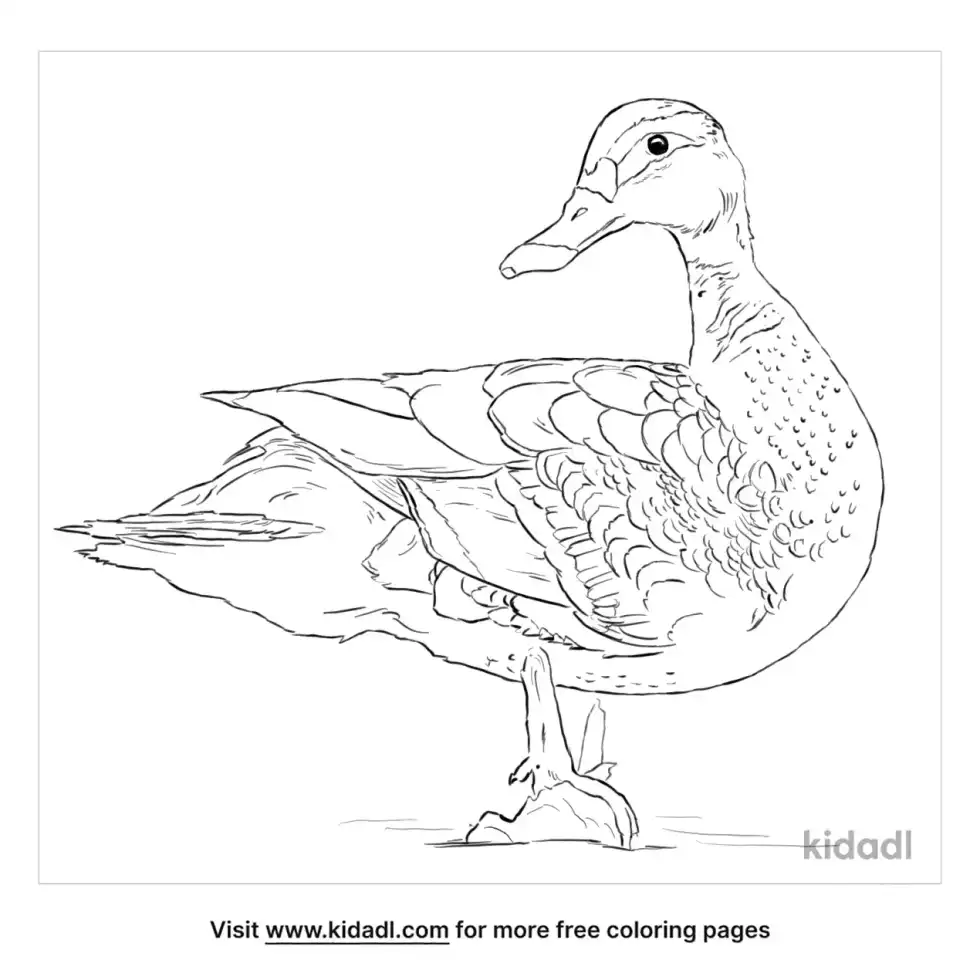 Spot-Billed Duck Coloring Page