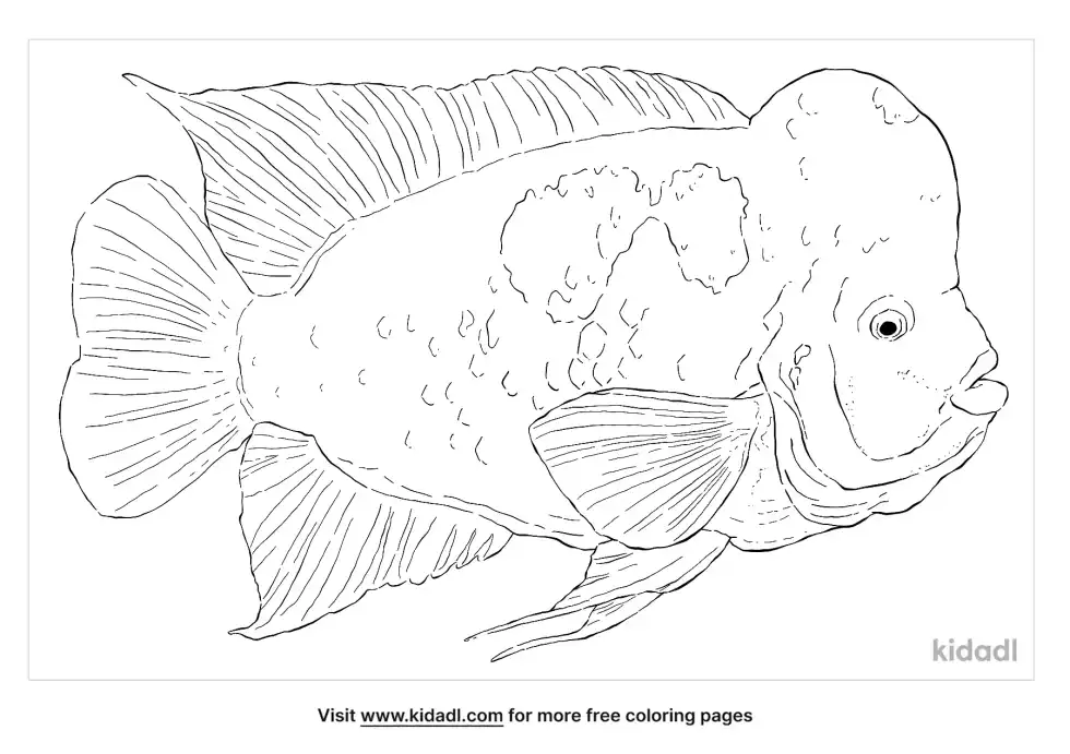 Midas Cichlid Coloring Page