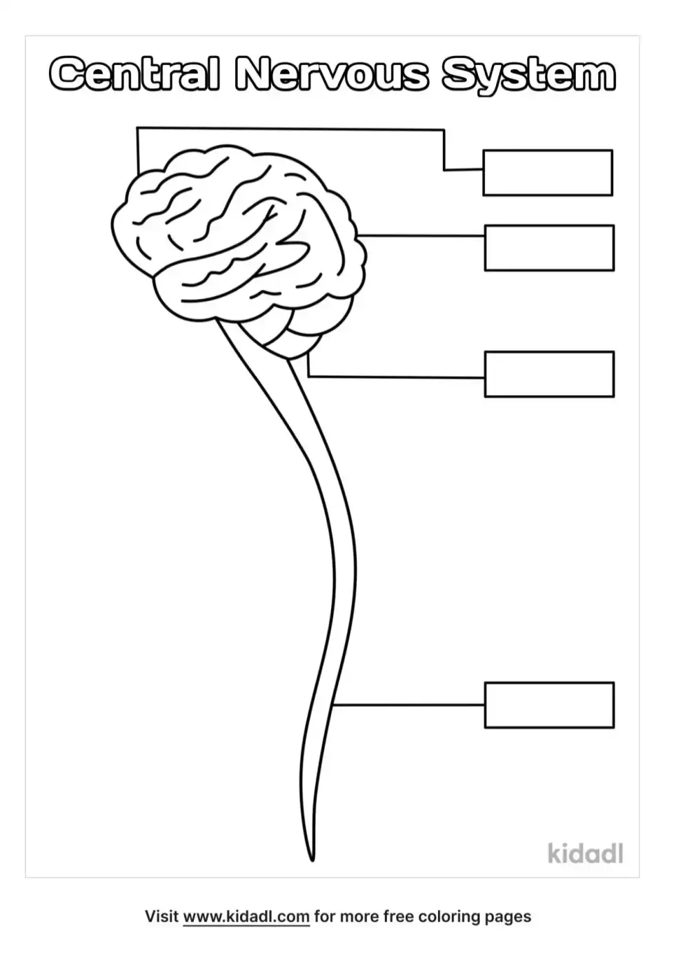The Central Nervous System Coloring Page