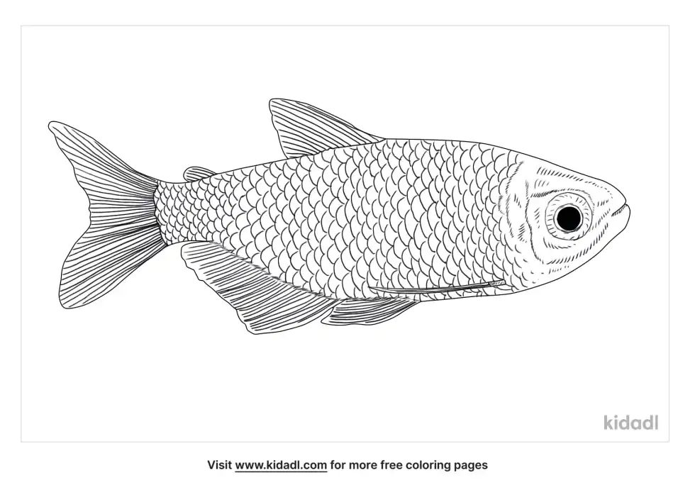 Buenos Aires Tetra Coloring Page