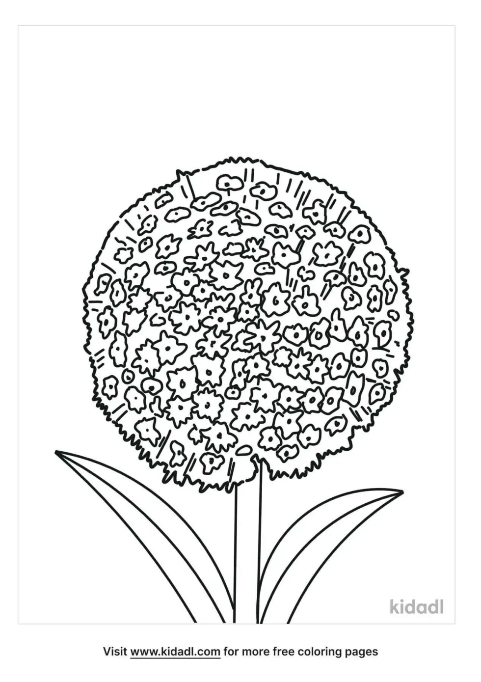 Allium Coloring Page