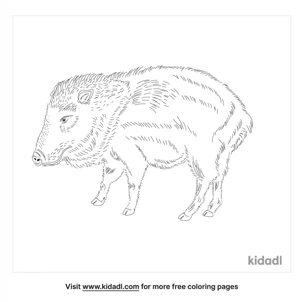 Chacoan Peccary Coloring Page