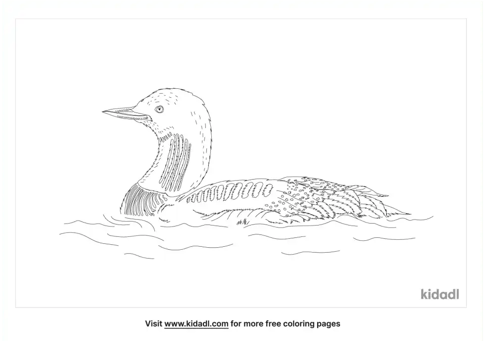 Pacific Loon Coloring Page