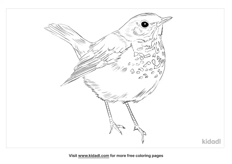 Swainson's Thrush Coloring Page
