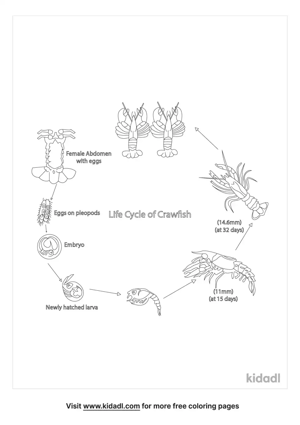 Crawfish Life Cycle Coloring Page