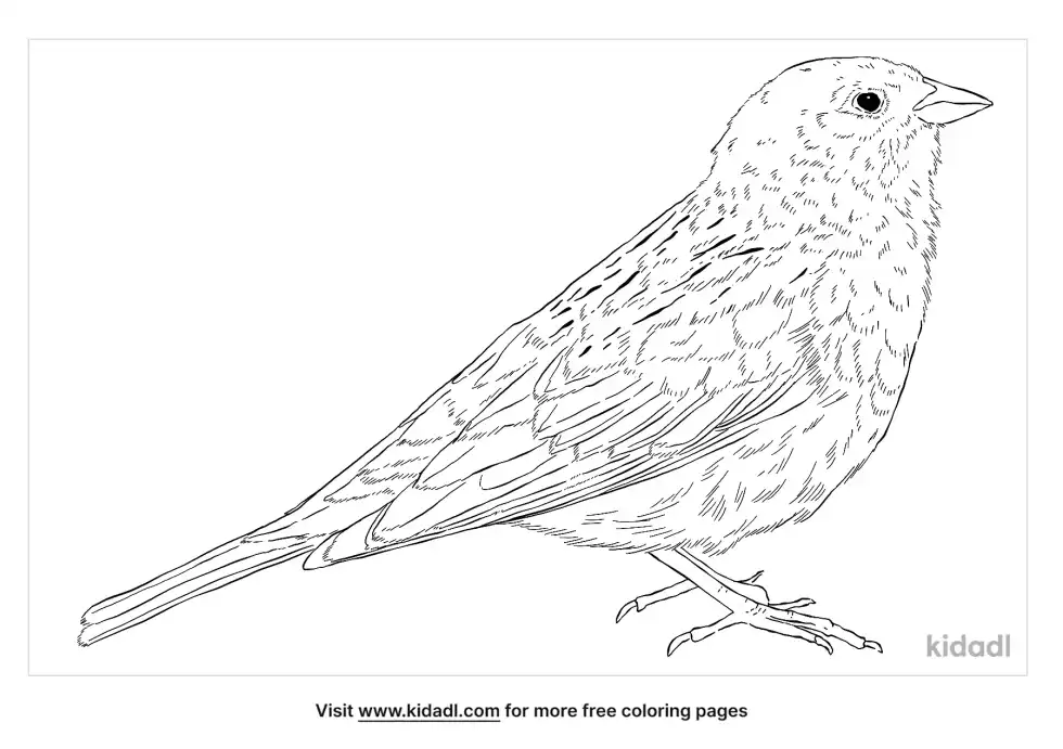 Ortolans Coloring Page