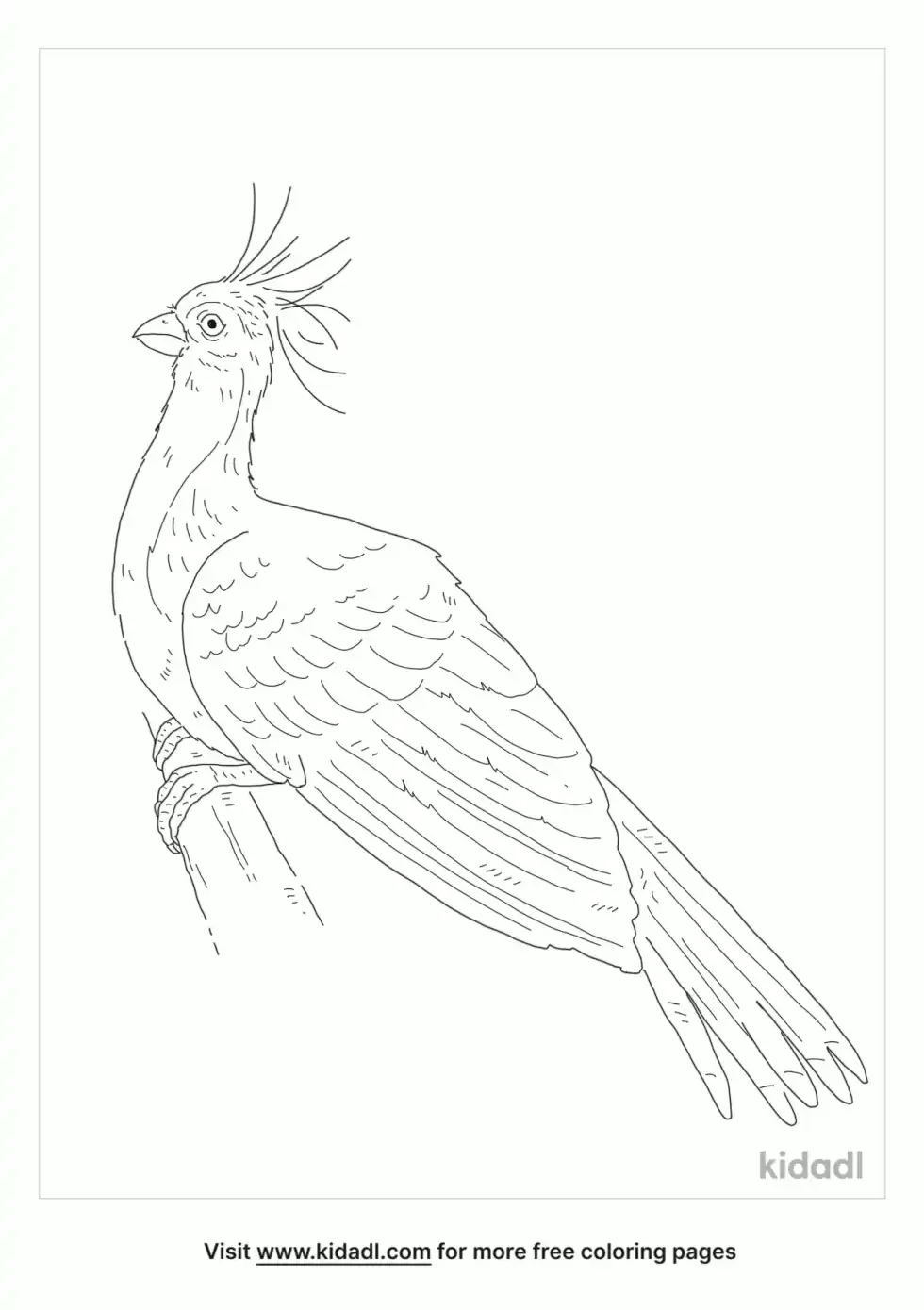 Hoatzin Coloring Page