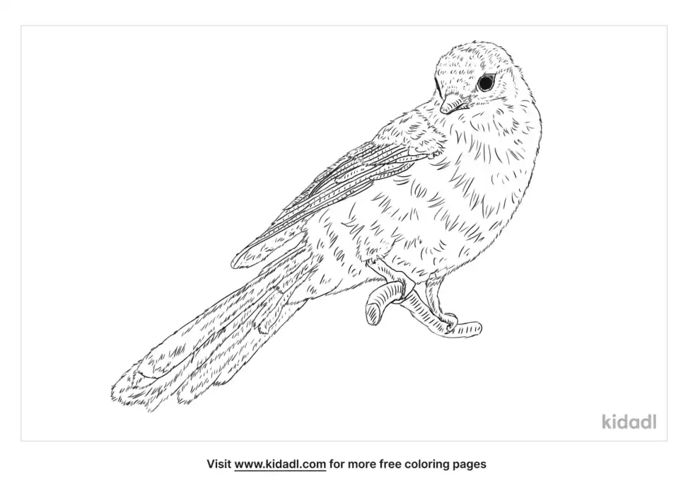 Gray Jay Coloring Page