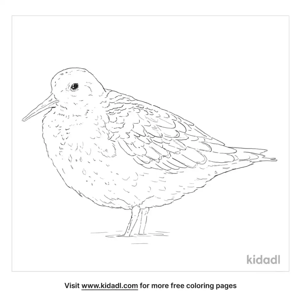 Purple Sandpiper Coloring Page