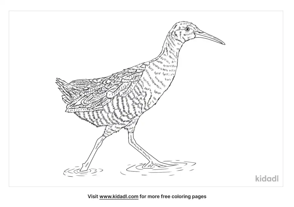 Clapper Rail Coloring Page