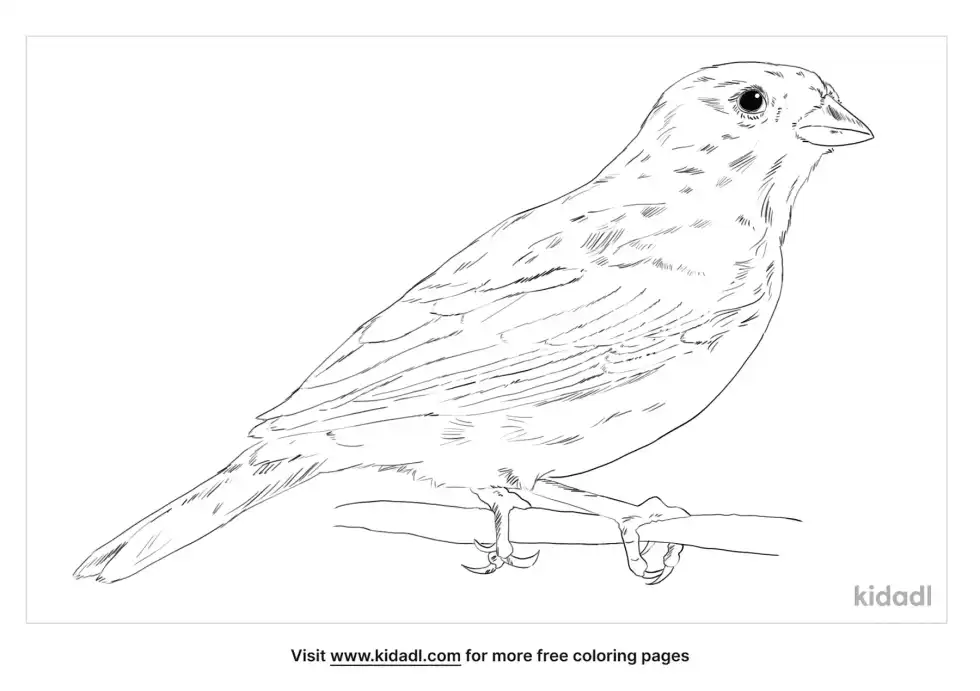 Vesper Sparrow Coloring Page