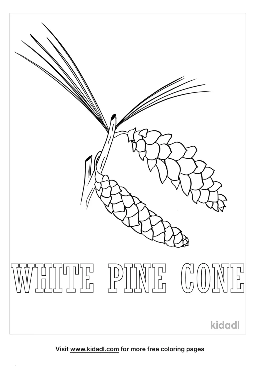 Maine State Flower Coloring Page