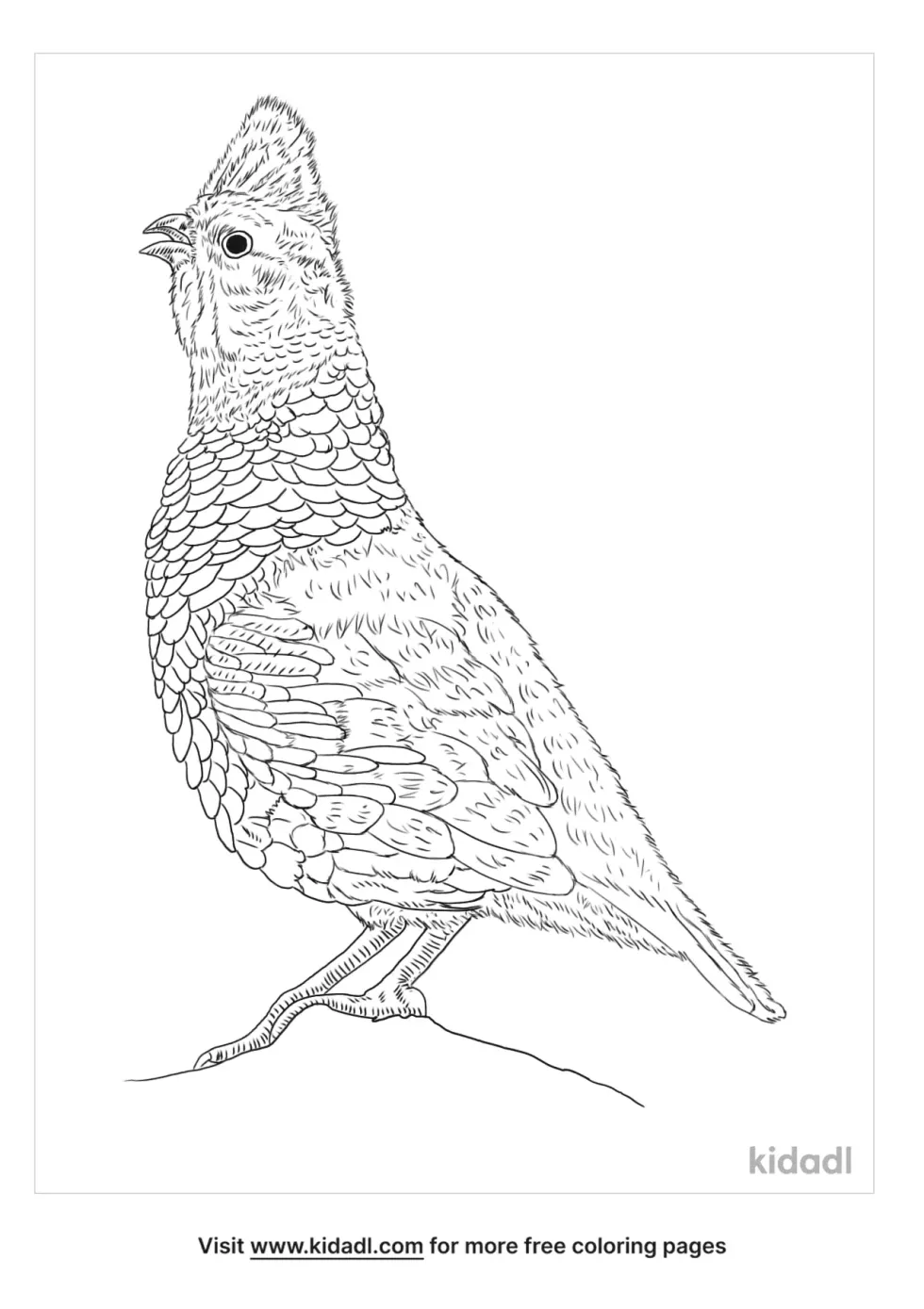 Scaled Quail Coloring Page