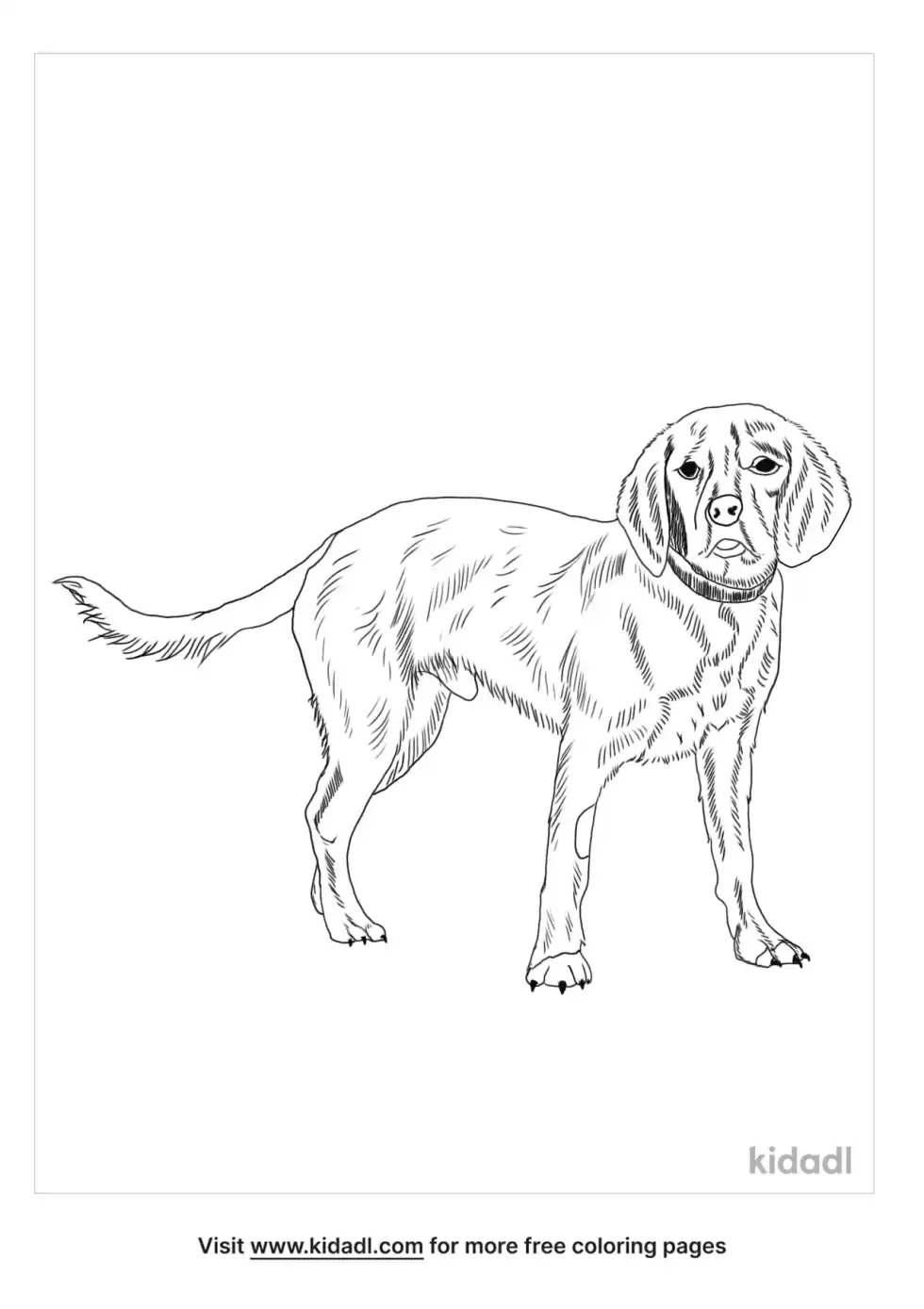 Beaglier Coloring Page