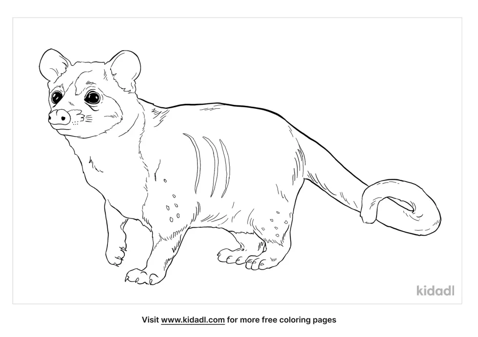 Asian Palm Civet Kidadl