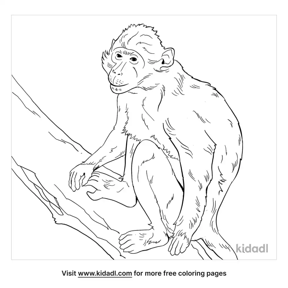 Mangabey Coloring Page