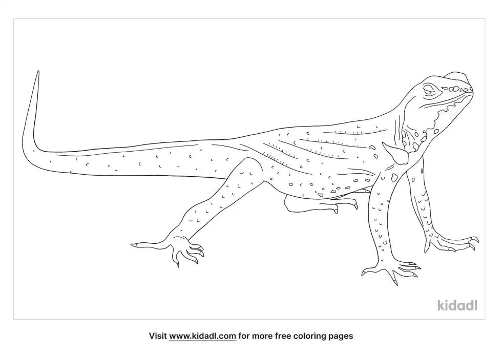 Lava Lizard Coloring Page