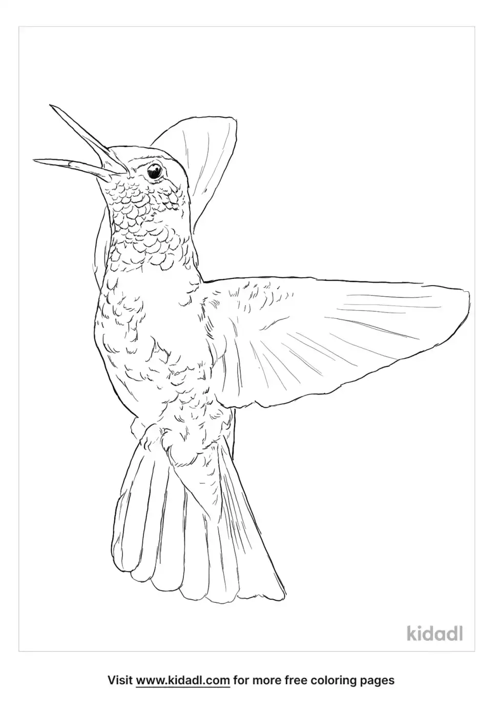 Fiery-Throated Hummingbird Coloring Page