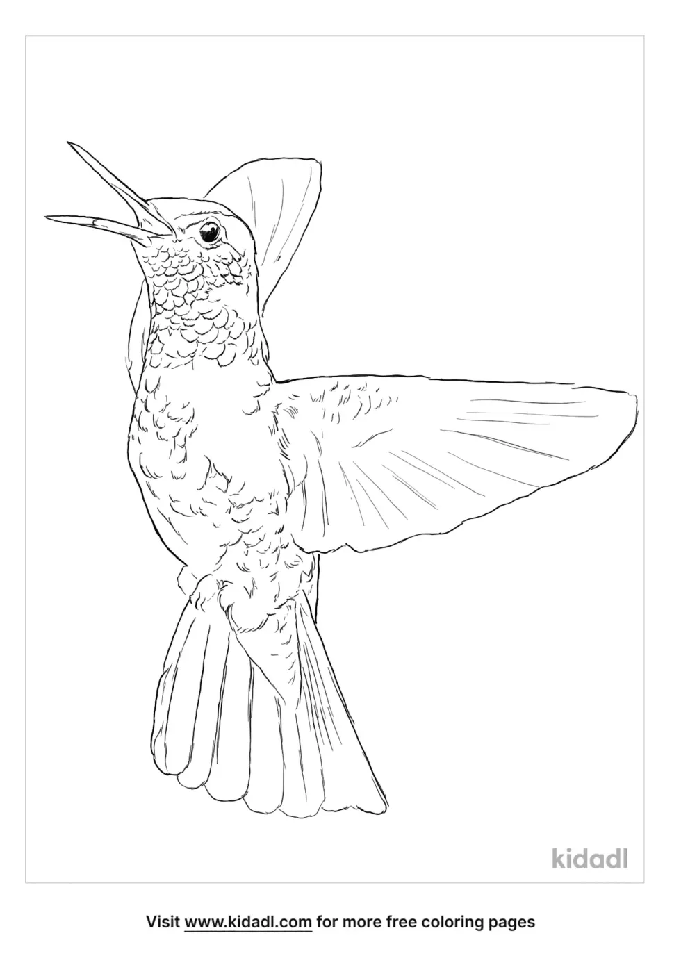 Fiery-Throated Hummingbird