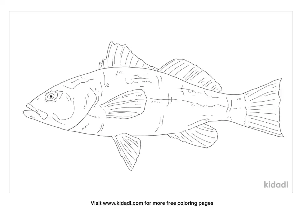 Kelp Bass Coloring Page