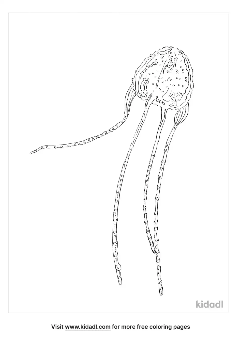 Irukandji Jellyfish Coloring Page