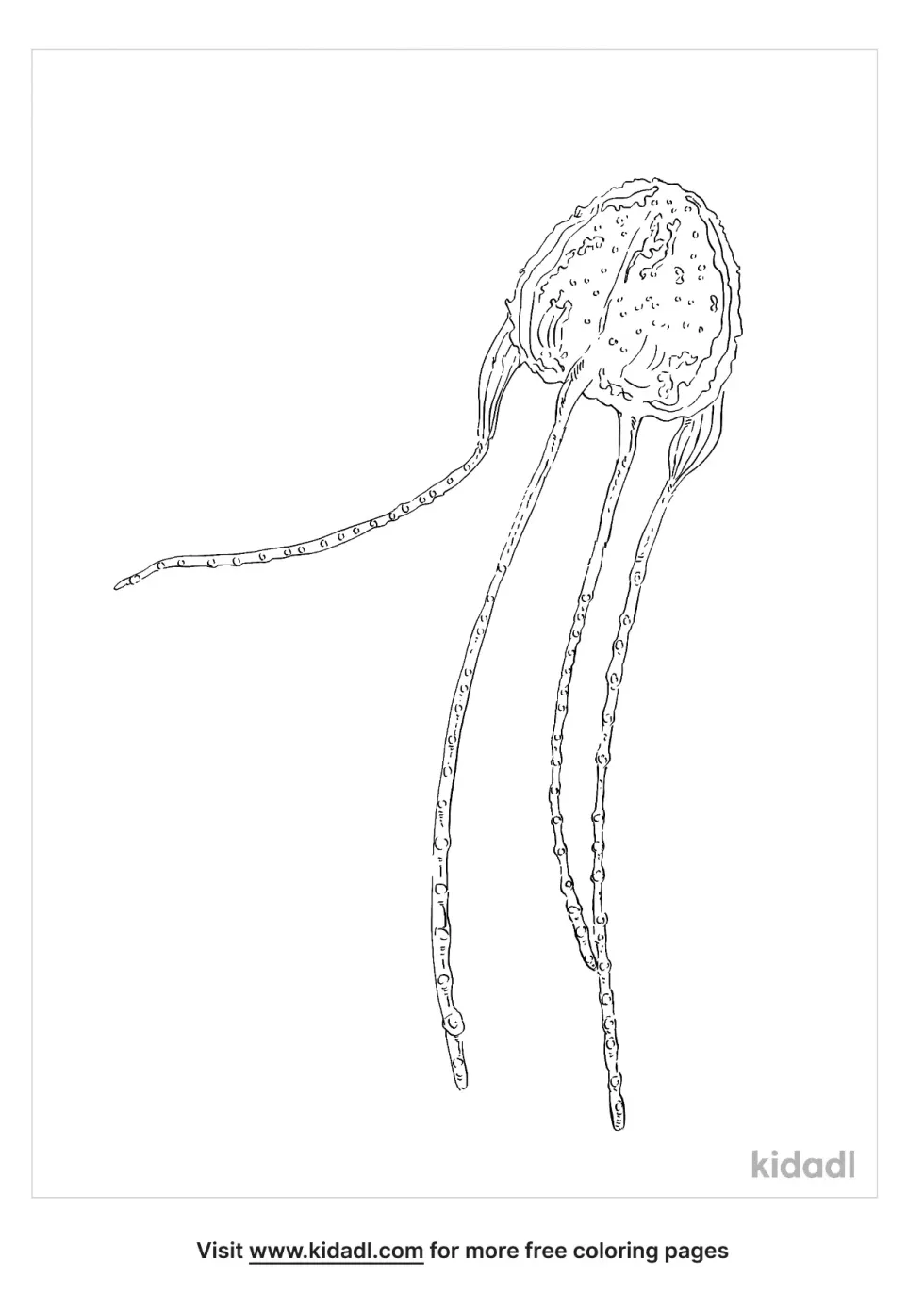 Irukandji Jellyfish | Kidadl