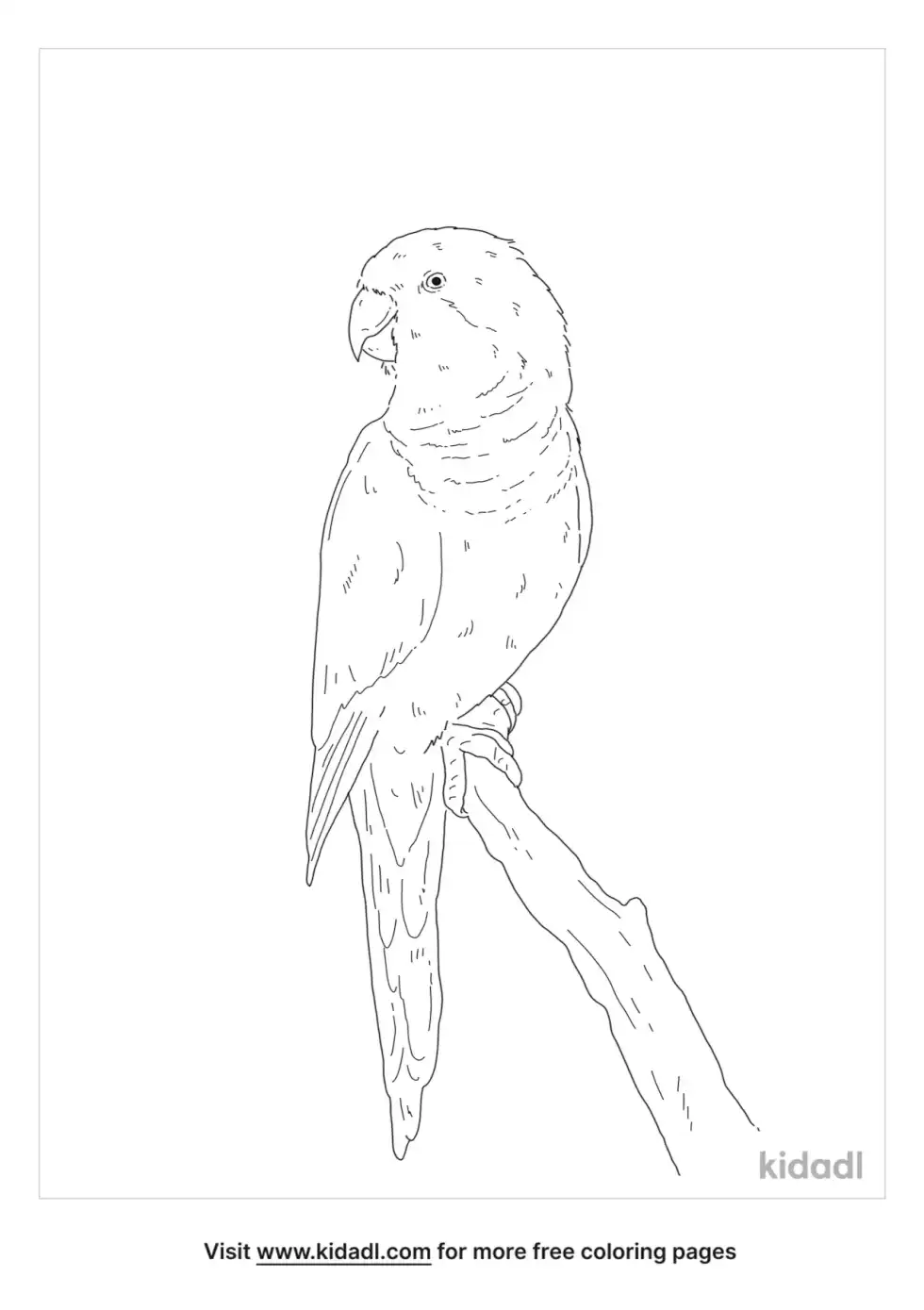 Monk Parakeet Coloring Page