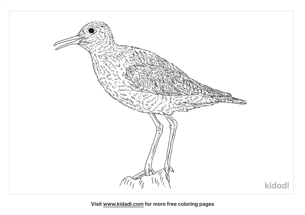 Upland Sandpiper Coloring Page