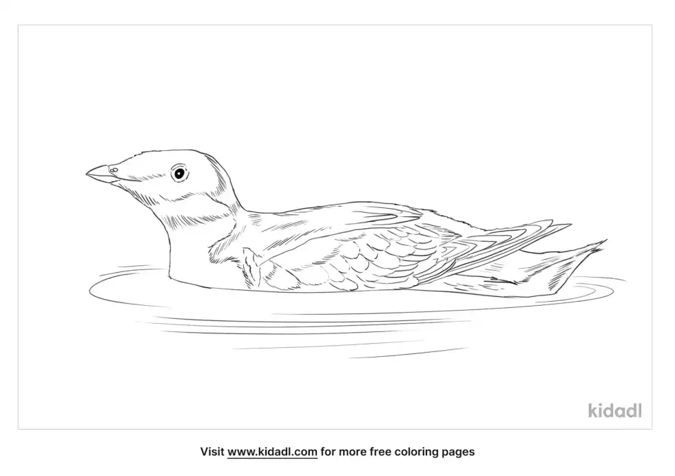 Ancient Murrelet Coloring Page