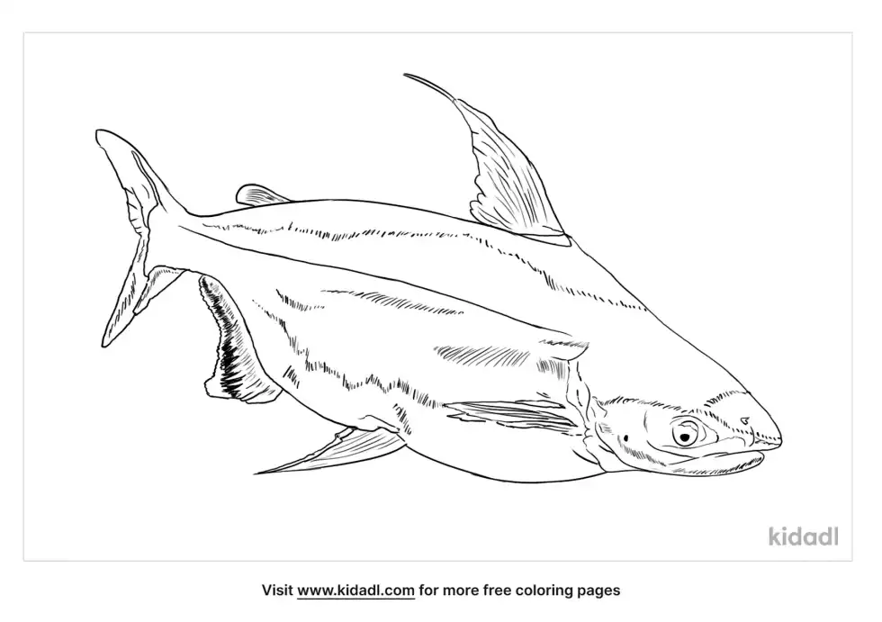 Swai Fish Coloring Page
