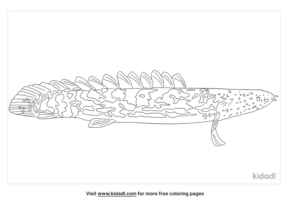 Bichir Coloring Page