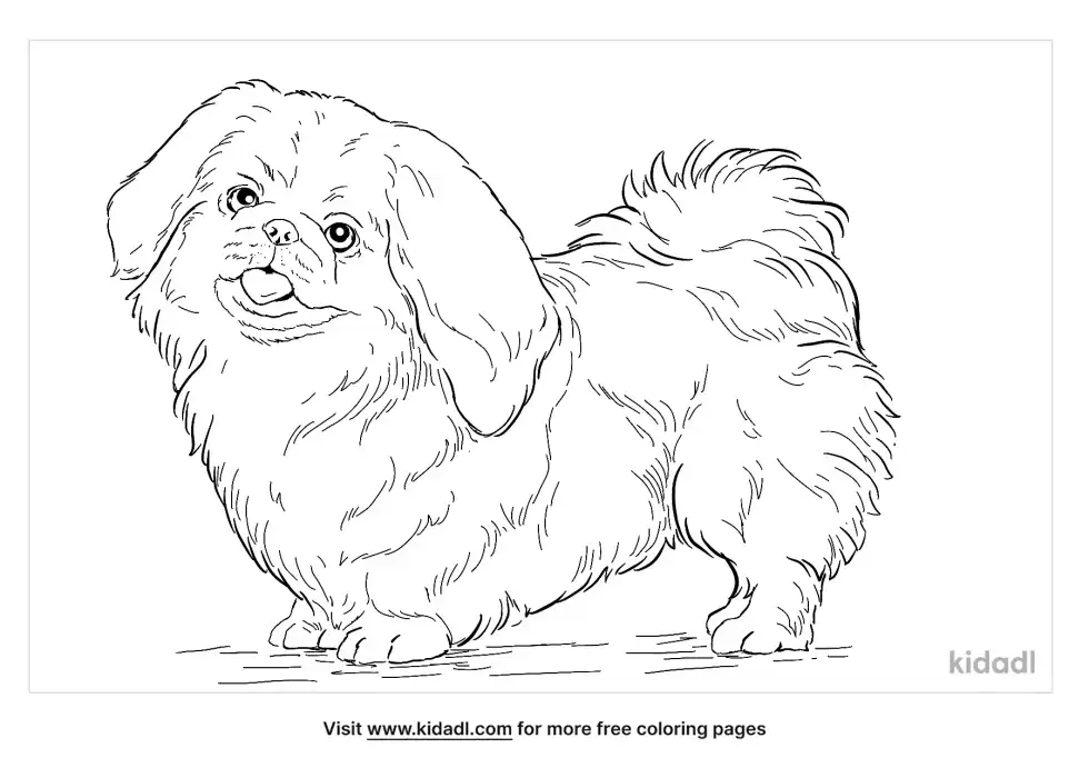 Pekingese Coloring Page