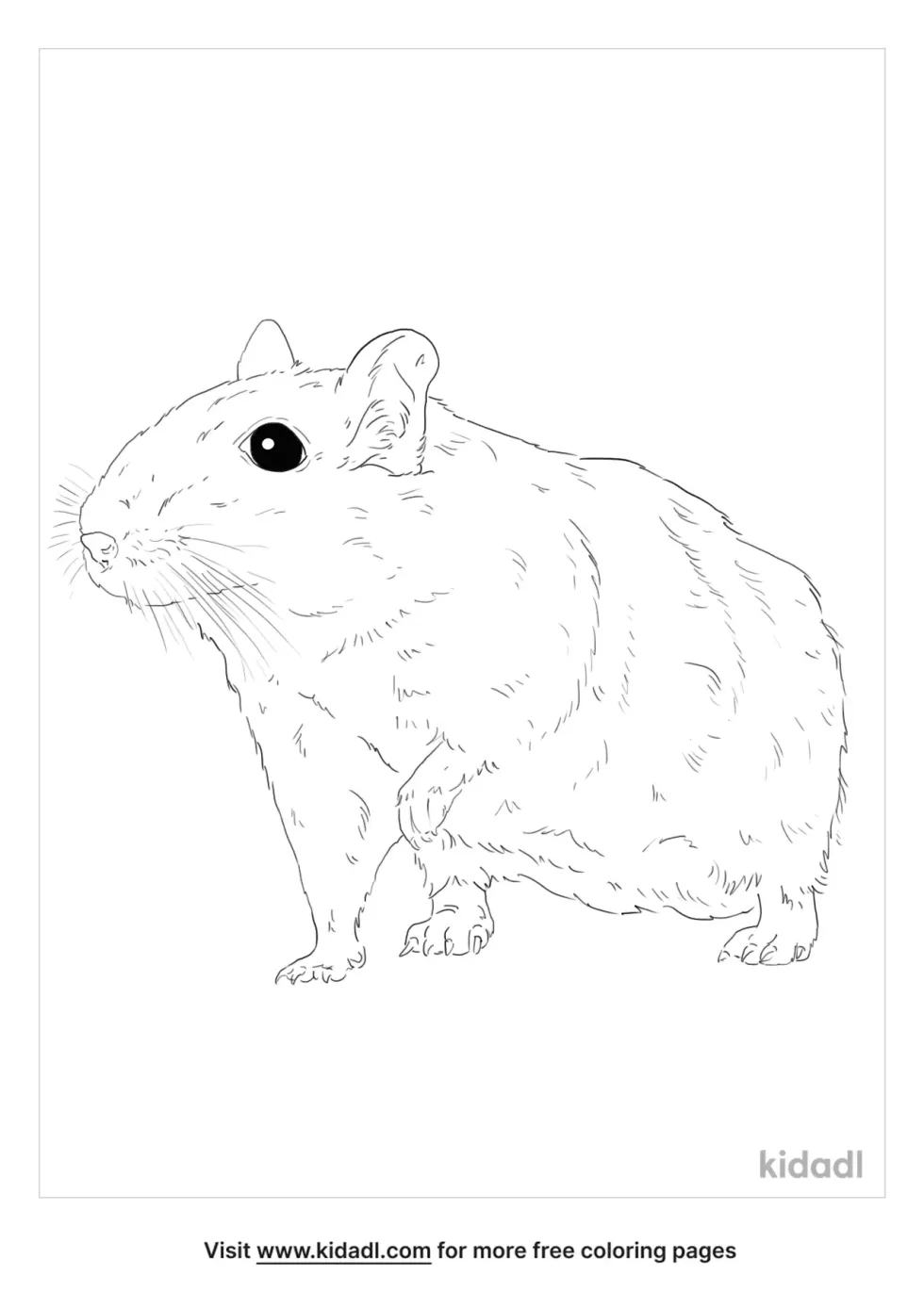 Winter White Dwarf Hamster Coloring Page