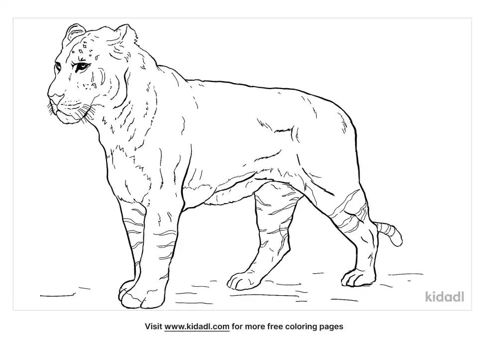 Liger Coloring Page