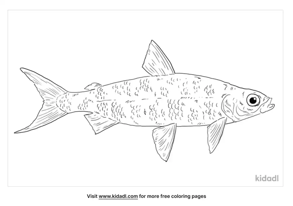 Vendace Fish Coloring Page