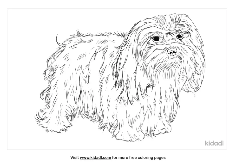 Havanese Coloring Page