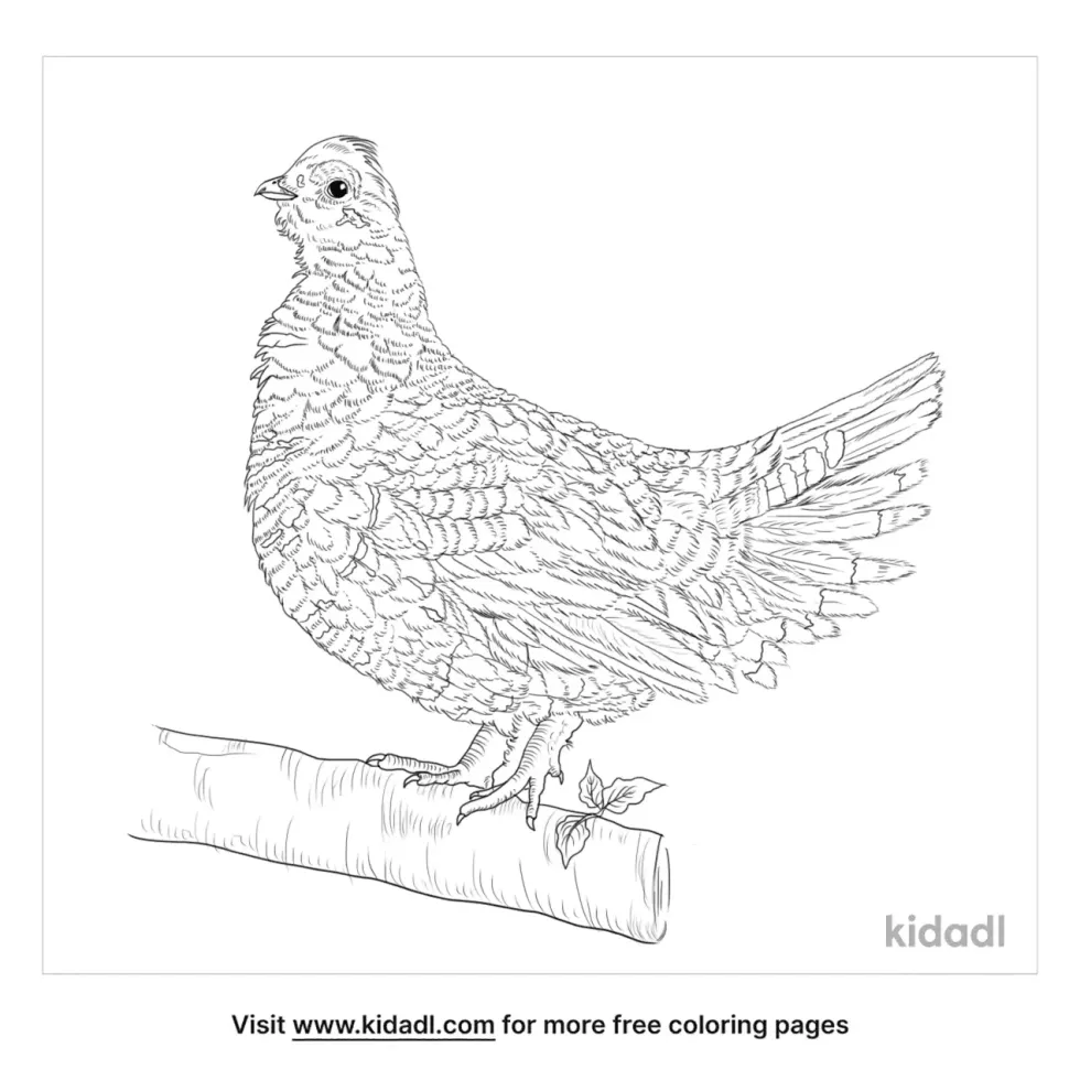 Spruce Grouse Coloring Page