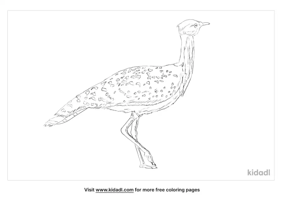 Houbara Bustard Coloring Page